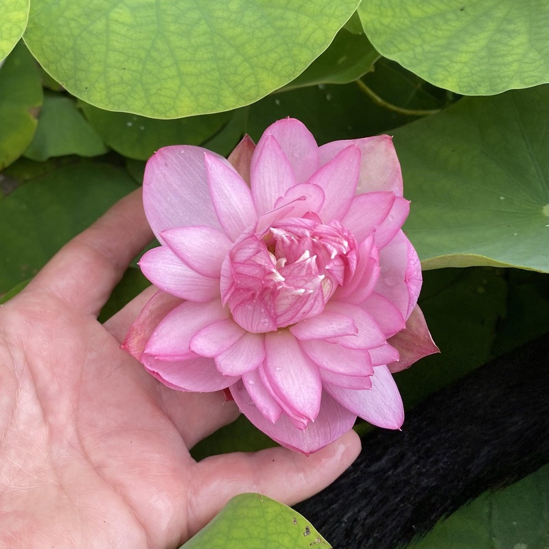 Pink Pixie - A Mini Sprinkle of Fairy Dust Lotus (Bare Root)