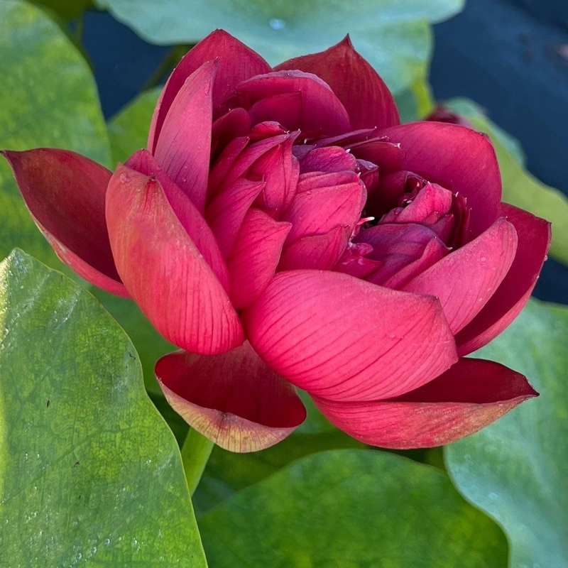 Plum Robe Lotus (Bare Root)