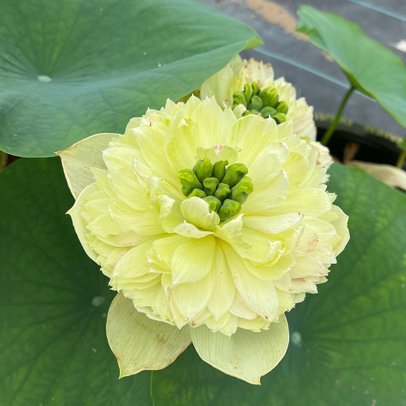 Prairie Dream - Massive Flowering Lotus (Bare Root)