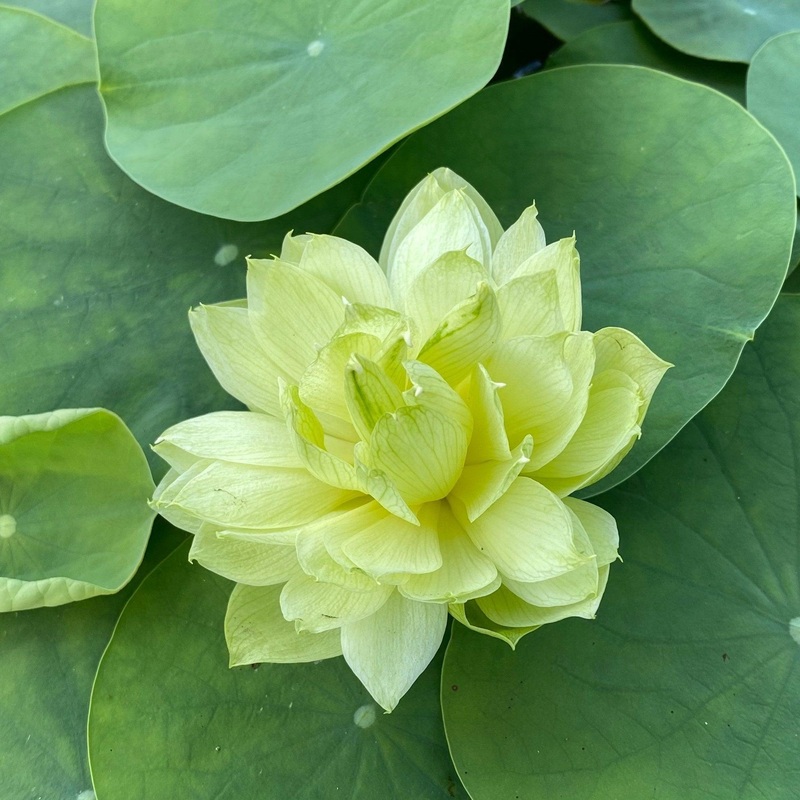 Prairie Star - Miniature - Green Lotus (Bare Root)