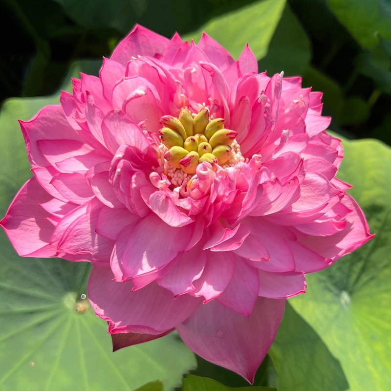 Princess Aubrie of Ten Mile Creek Lotus (Bare Root)