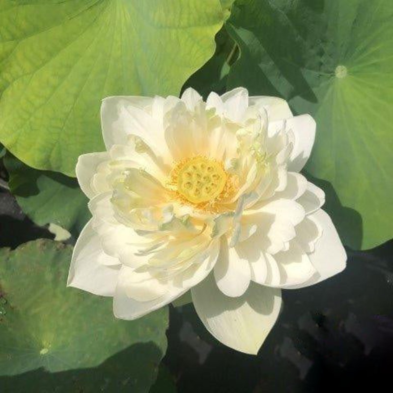 Puzhehei White Lotus (Bare Root)