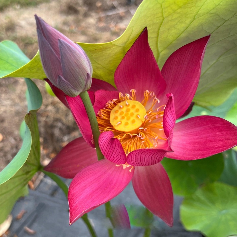 Raging Fire - Sizzling Red Lotus (Bare Root)