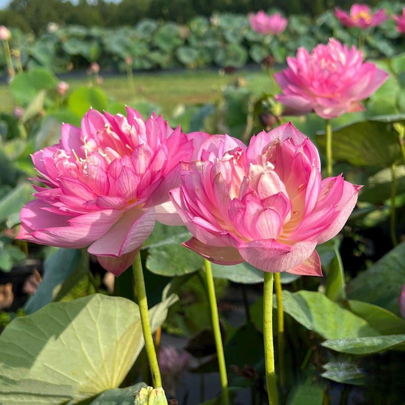 Rainbow - A Tiny Promise Lotus (Bare Root)