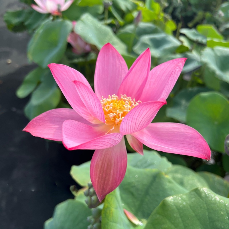 Red Doll - Small but Sassy Lotus (Bare Root)