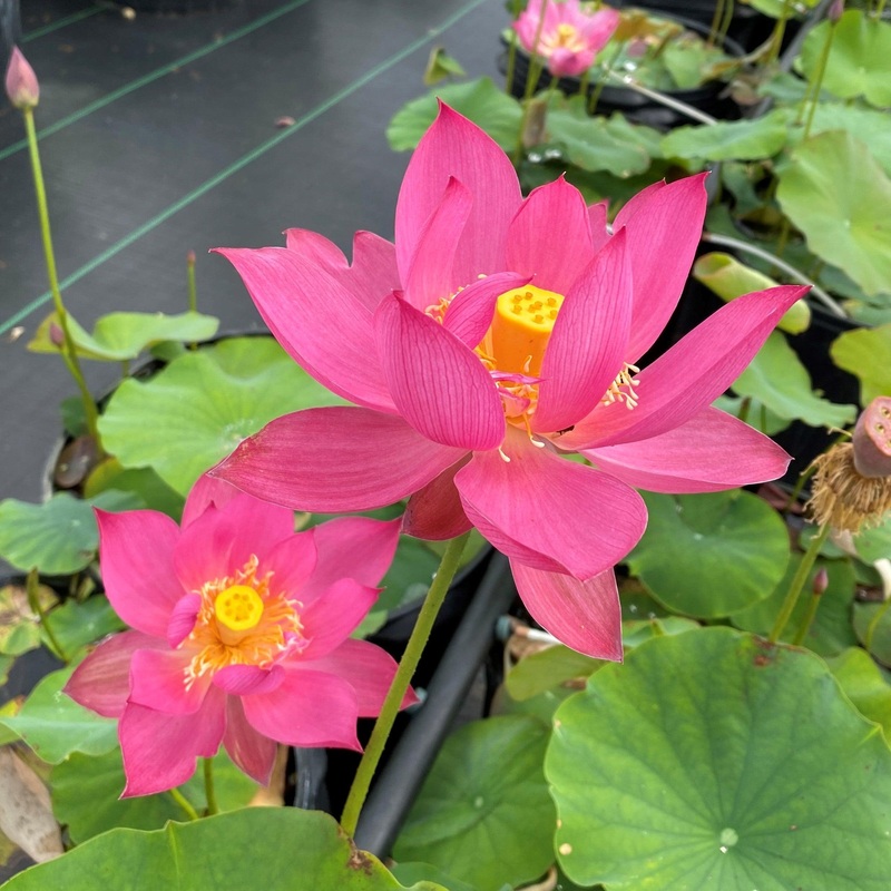 Red Morning Cloud Lotus (Bare Root)