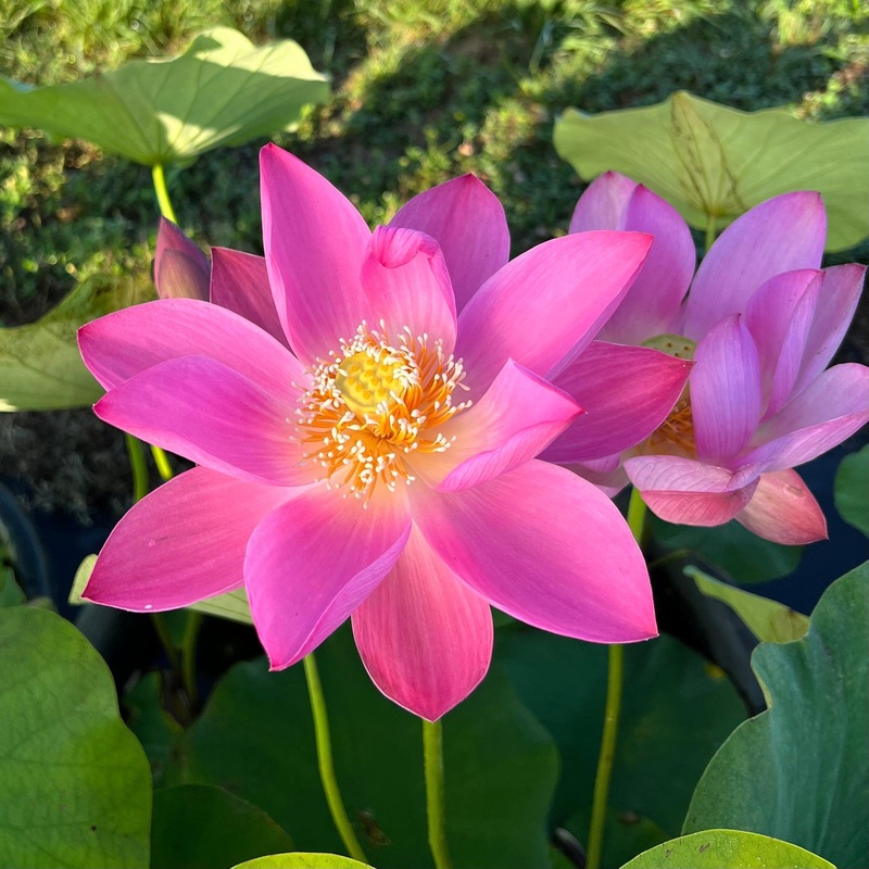 Russian Red Lotus (Bare Root)