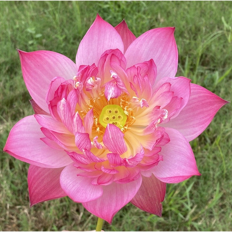 Semi-Double Flecked Peach Lotus (Bare Root)