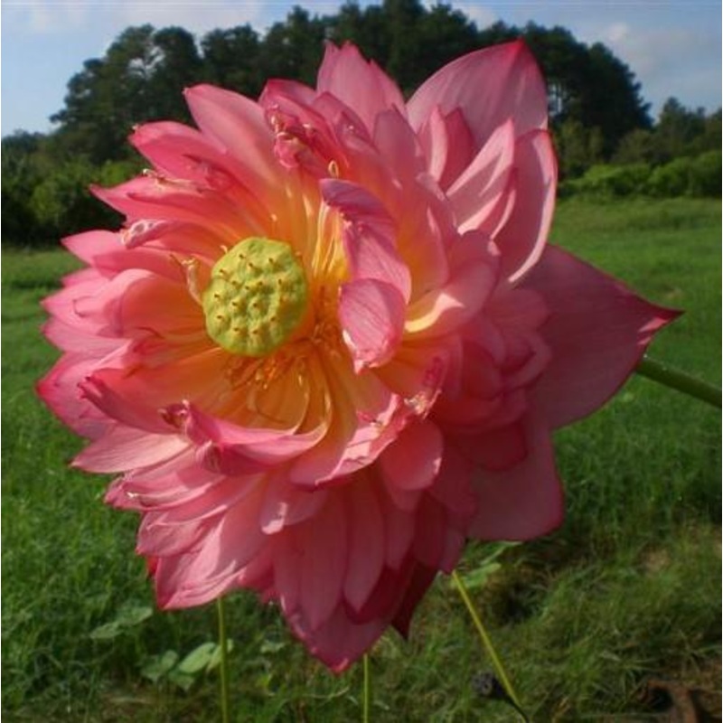 Senior Red - Bright Red-Orange Colored Lotus (Bare Root)