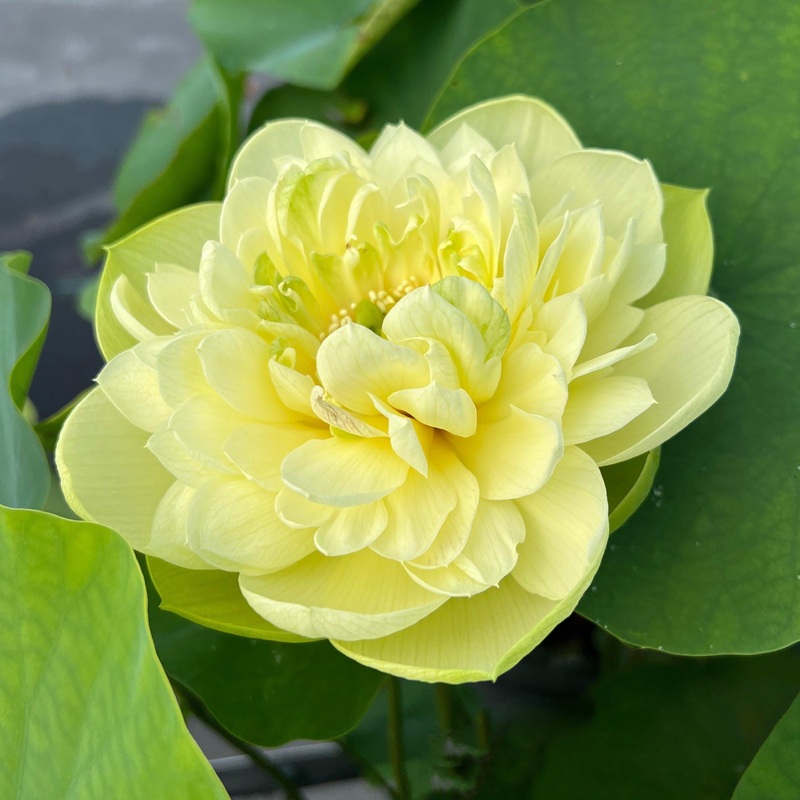 Shicheng Jade Lotus (Bare Root)