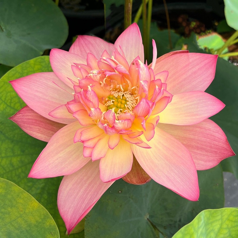 Shicheng Jinxiu Lotus (Bare Root)
