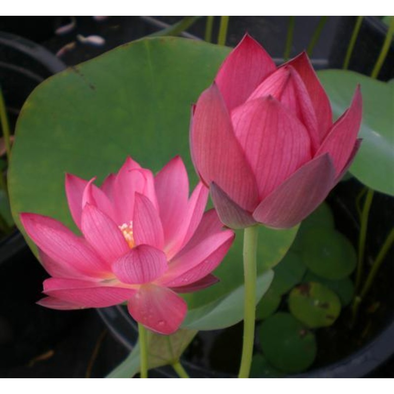 Sparks Lotus (Bare Root)
