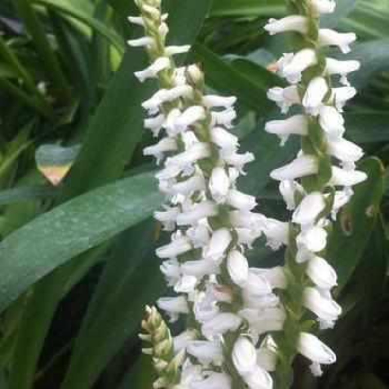 Spiranthes Cernua Var. Ordata 'Fragrant Ladies Tresses' (Bare Root)