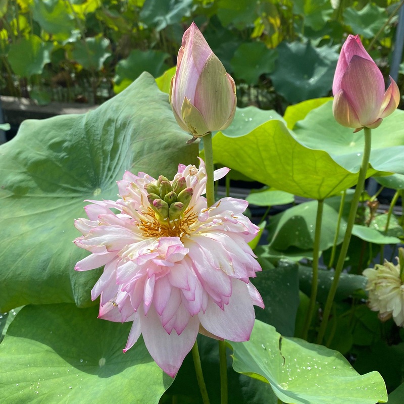 Spring Cherry Lotus (Bare Root)