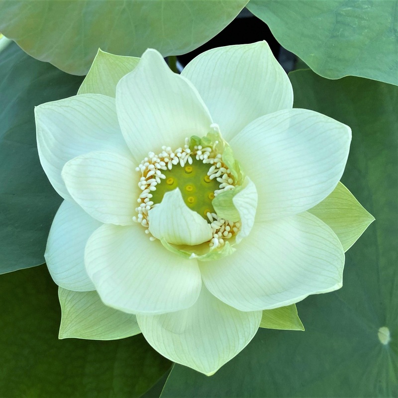Spring in Nanjing Lotus (Bare Root)
