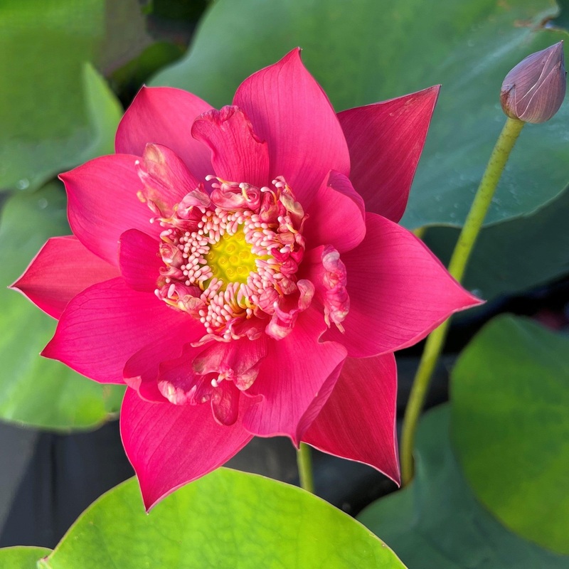 Super Red Lotus 14B (Bare Root)