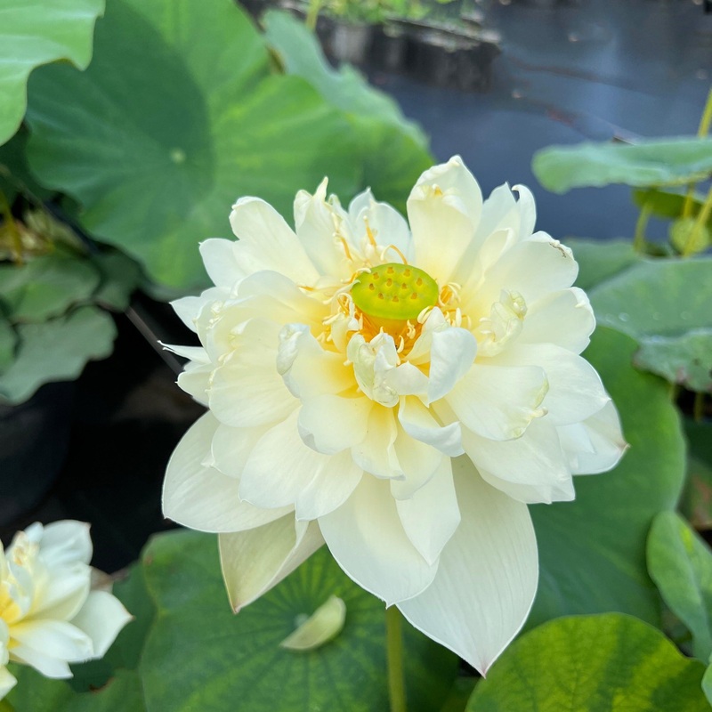 Taihu Deep Love Lotus (Bare Root)