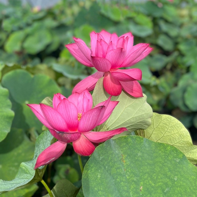 Tender Love Lotus (Bare Root)