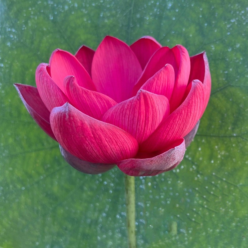 Torch of Nanjing Lotus (Bare Root)