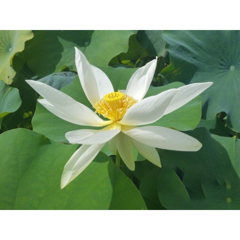 Tulip Lotus (Bare Root)