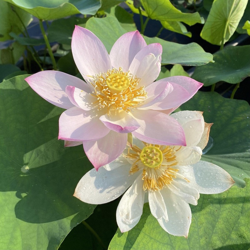 Twinkle Toes - Tiny Dancer Lotus (Bare Root)