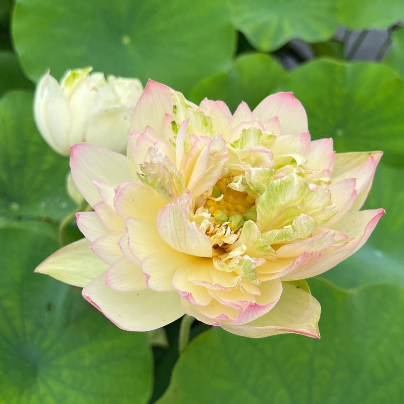 Watercolor Lotus (Bare Root)