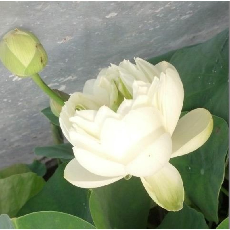 White Pear Flower Mini Lotus (Bare Root)