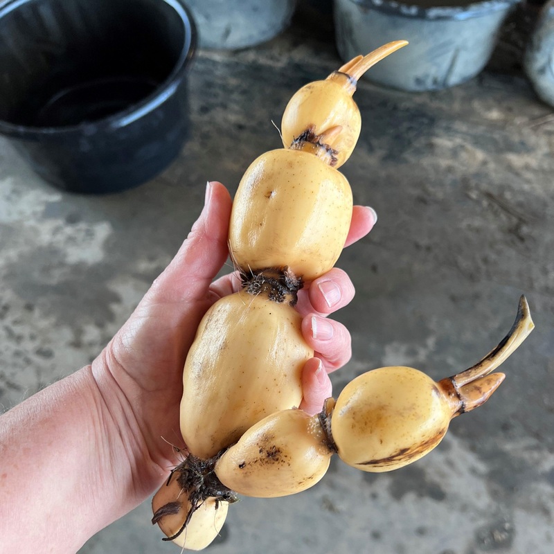 Yileen Garden Lotus Lotus (Bare Root)