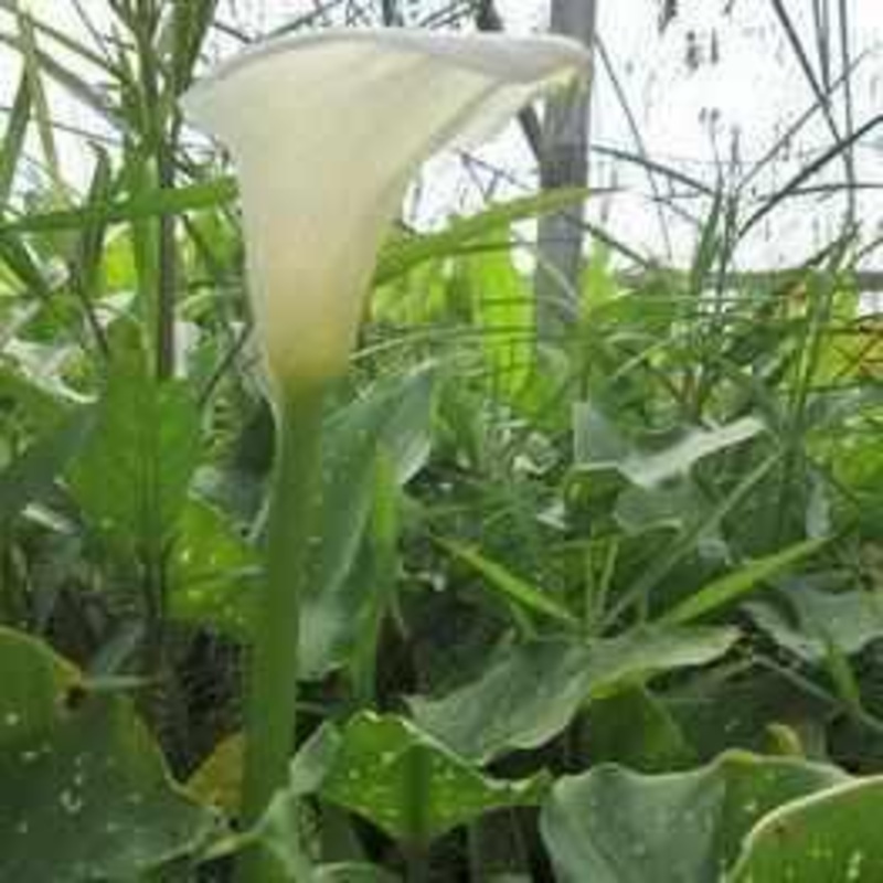 Zantedeshia Aethiopica 'Hercules' - Large Calla (Bare Root)