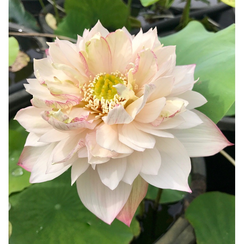 A Fortune in Flowers - Almost Purple Lotus (Bare Root)