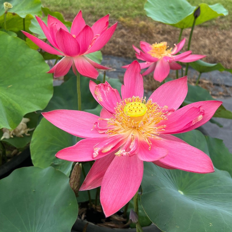 Ancient Capital New Beauty Lotus (Bare Root)