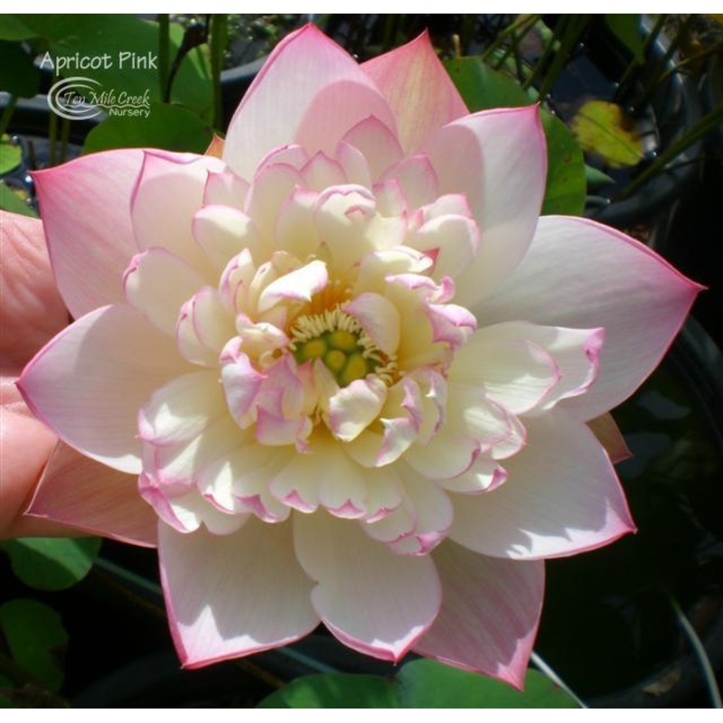 Apricot Pink Lotus (Bare Root)