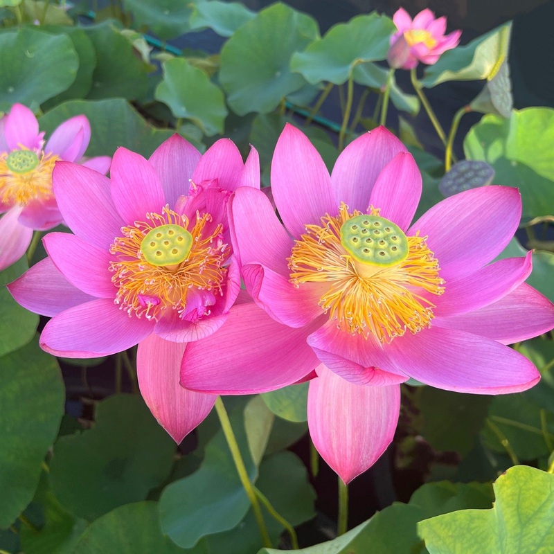 Beijing Temple of Heaven - Celestial Beauty Lotus (Bare Root)