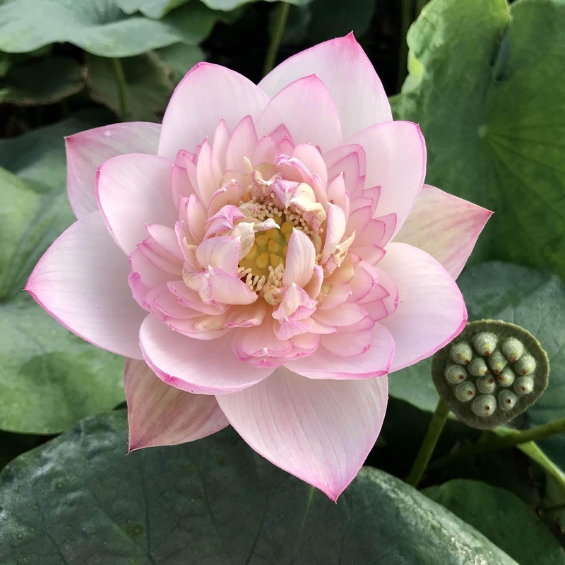Buddha's Seat 13 Lotus (Bare Root)