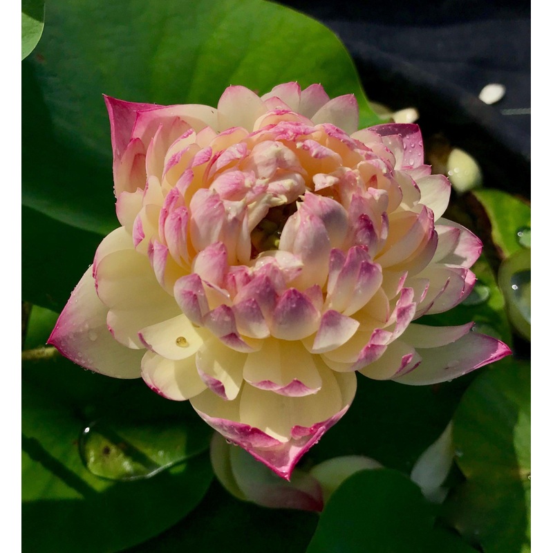 Charming Lips Lotus (Bare Root)