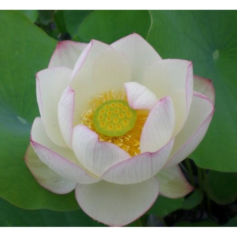 Chawan Basu Lotus (Bare Root)