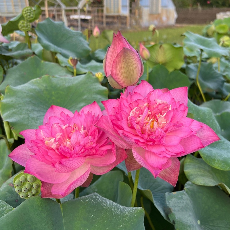 Chinese Red Shaoshan - Red City Series Lotus (Bare Root)