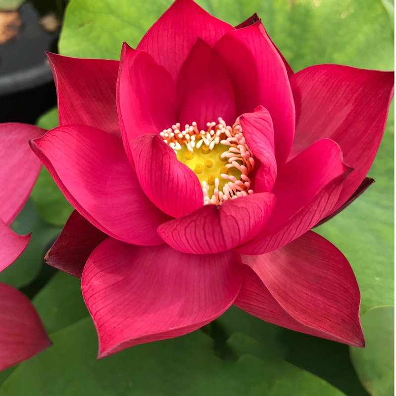 Chinese Red Xibeipo - Red City Series Lotus (Bare Root)