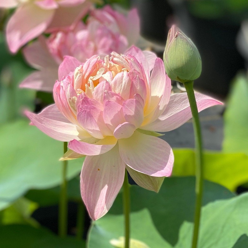 Colorful Glow Lotus (Bare Root)