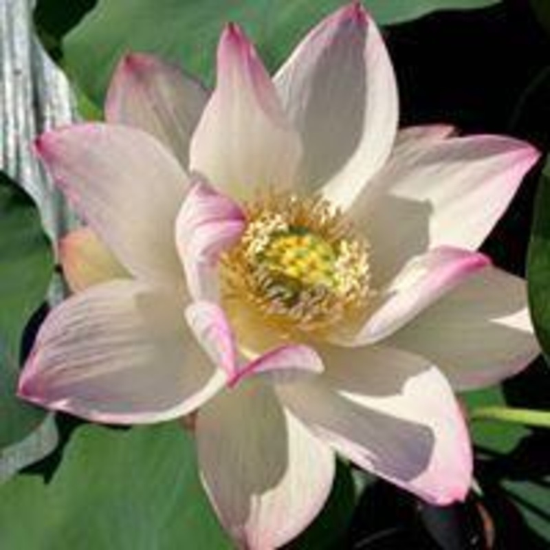 Cranberry Kiss Lotus (Bare Root)