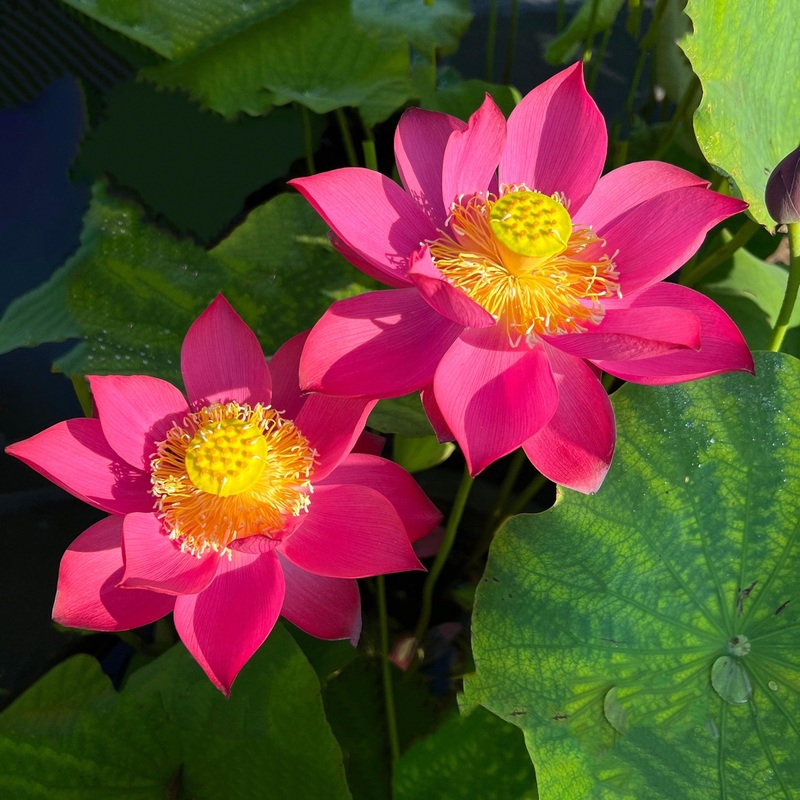Cuddlin' Caroline - Sweet Caroline Lotus (Bare Root)