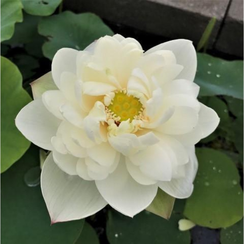 Cui Yun 13B Lotus (Bare Root)