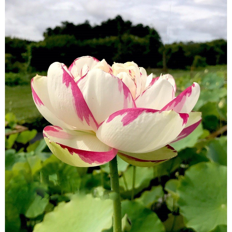 Dasajin Lotus (Bare Root)