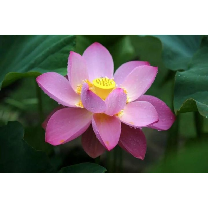 Deacon de Garmeaux Lotus (Bare Root)