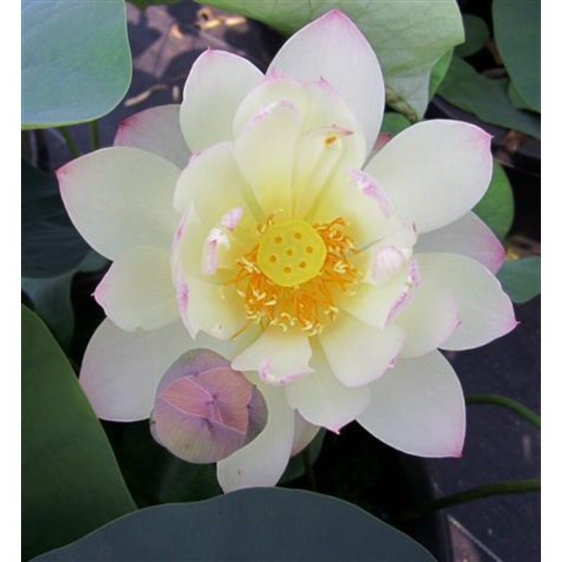 Dense Dew - Fresh as the Morning Dew Lotus (Bare Root)
