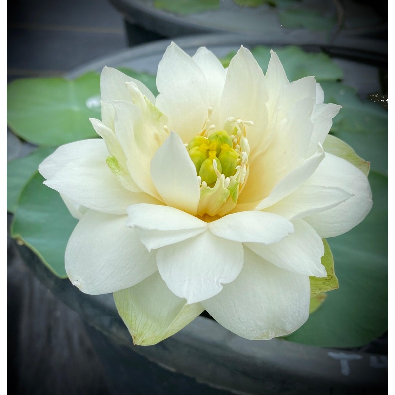 Diamond Dust - Bling Bling Lotus (Bare Root)