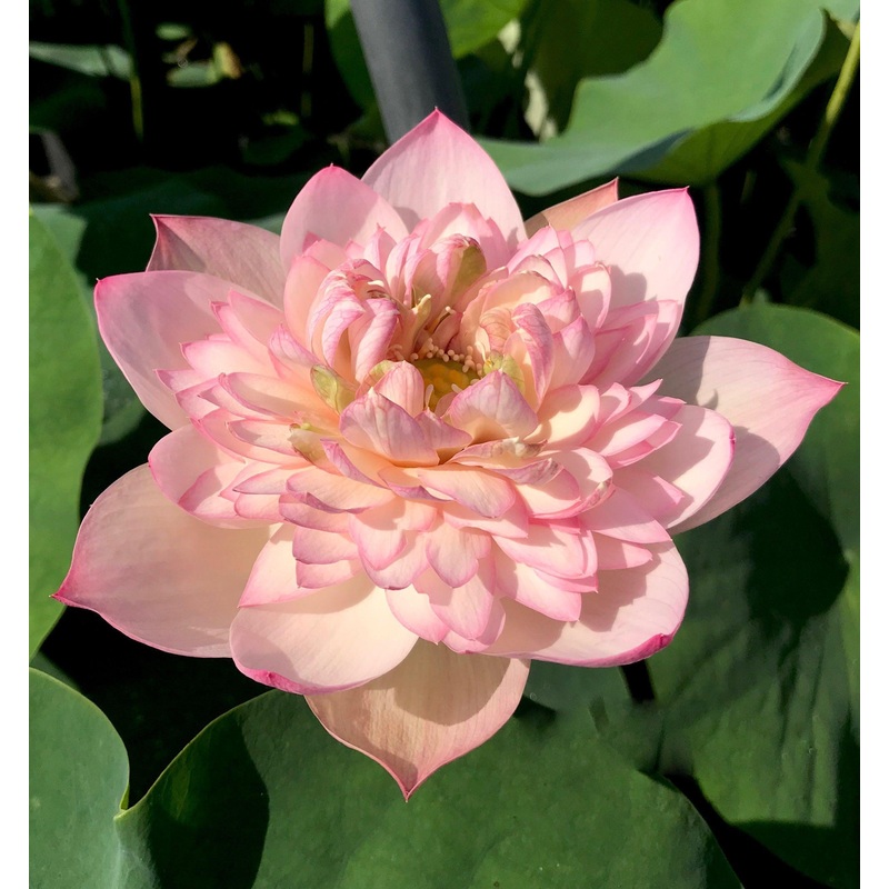 Dreamland of Taoling Lotus (Bare Root)