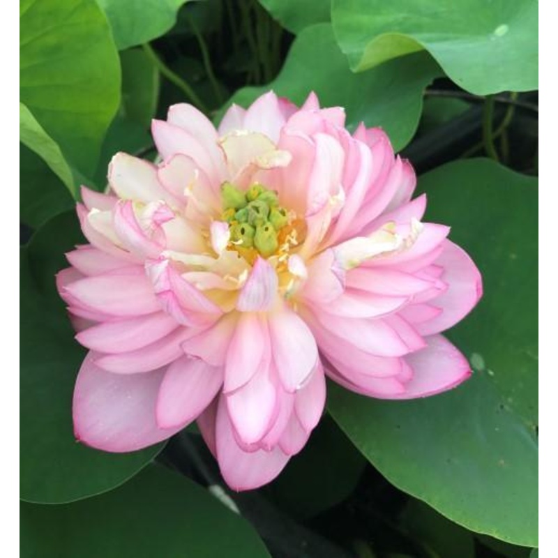 Dripping Dew - Fresh as the Morning Lotus (Bare Root)
