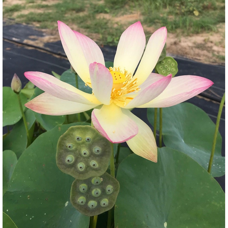 Drunken Concubine - Color Changing Lotus (Bare Root)