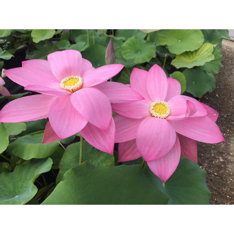 Dunhuang Red Lotus (Bare Root)